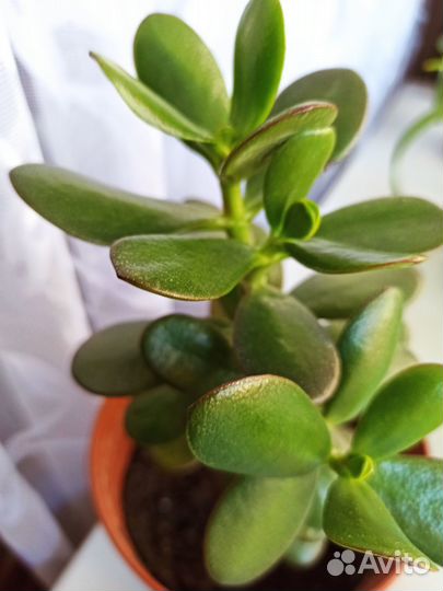 Комнатные растения