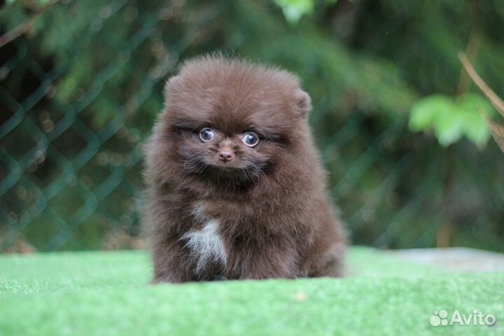 Щенки шпица