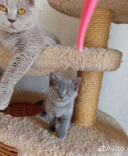 Британская короткошерстная