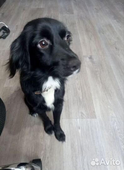 Отдам собаку(возможно спаниель)