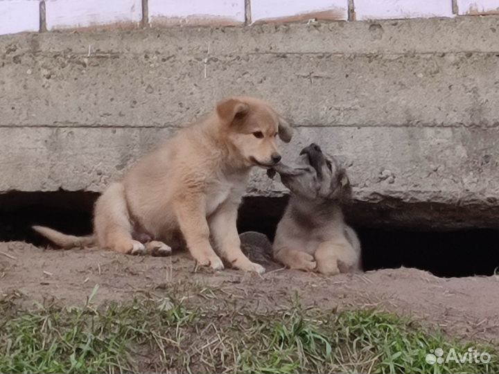 Щенки бесплатно