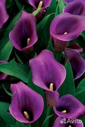 Каллы миксы (20 сортов)