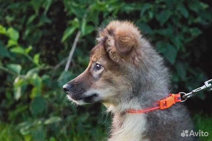 Щенок мальчик в добрые руки бесплатно