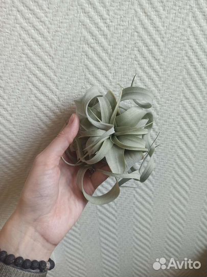 Тилландсии микс