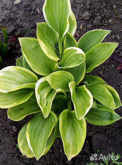 Многолетние растения