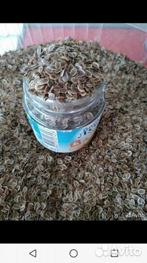 Семена укропа