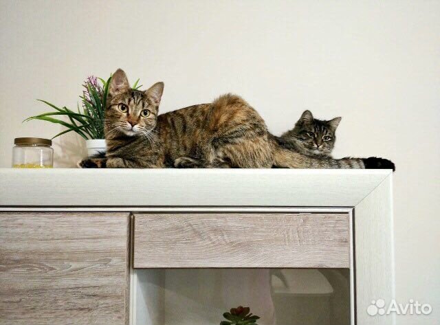 Полосатая самодостаточная Рокси