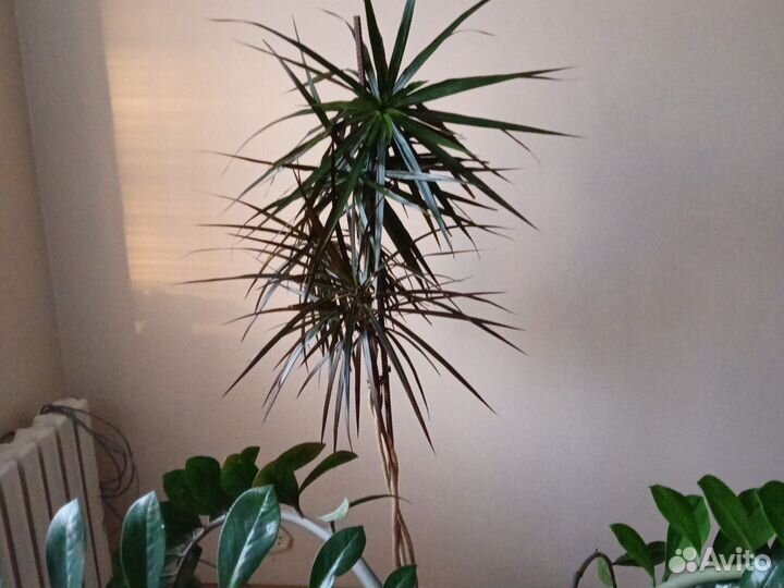 Комнатные цветы