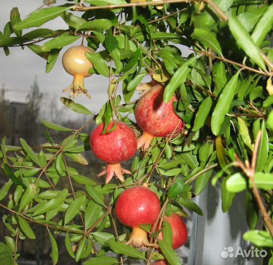 Комнатный гранат