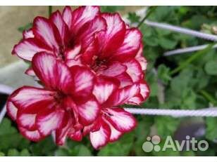 Пеларгония