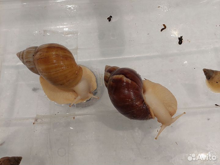 Африканские улитки