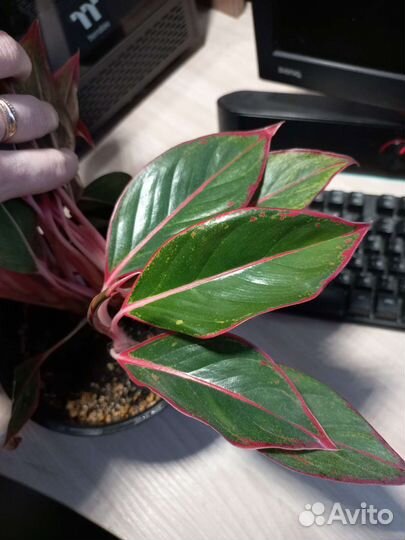 Аглаонема крит