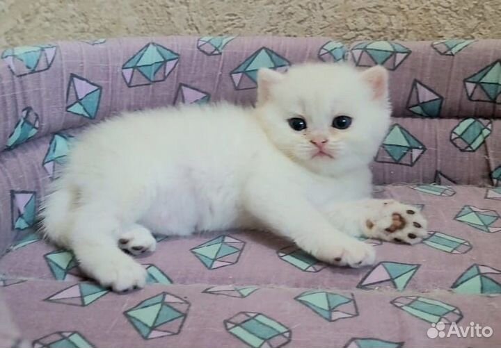 Шикарные золотые бриташки