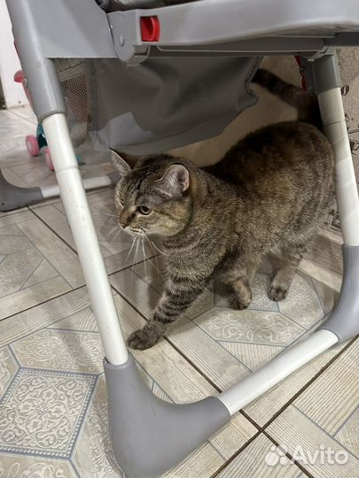 Кошка
