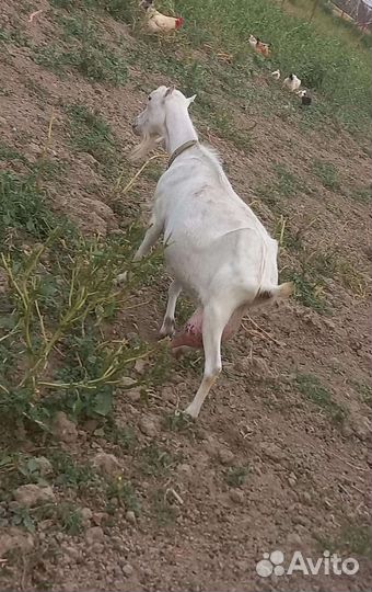 Коза дойная