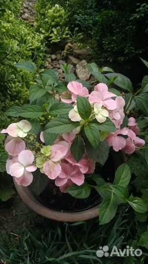 Гортензия крупнолистная,5 сортов