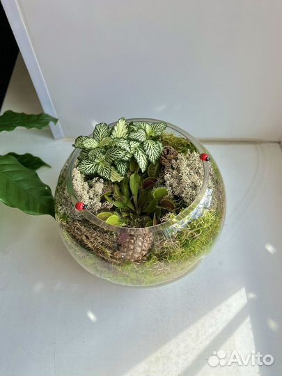 Хищное растение