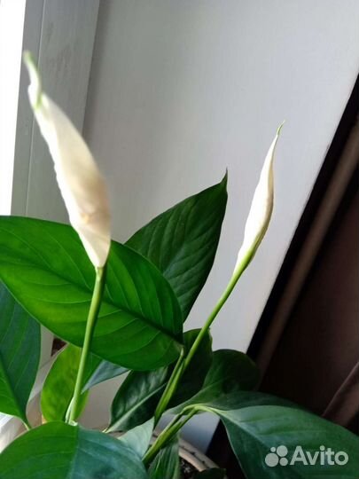 Домашние растения спатифиллум