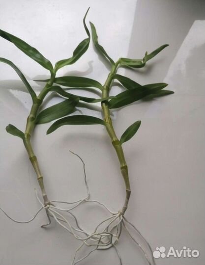 Орхидея дендробиум