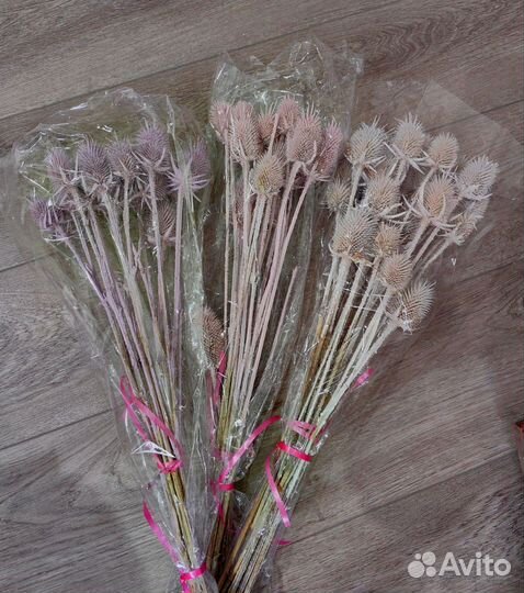 Сухоцветы для творчества