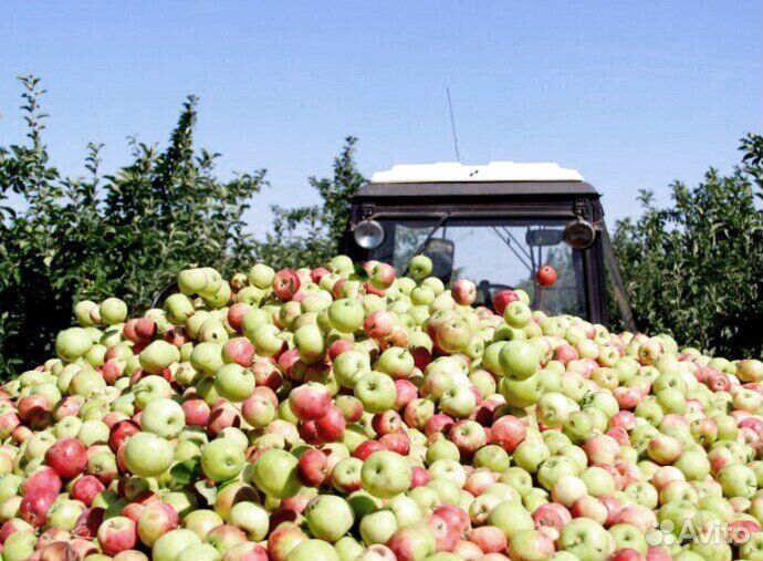 Рабочий. Сборщик яблок