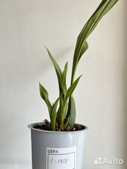 Орхидея зигопеталум