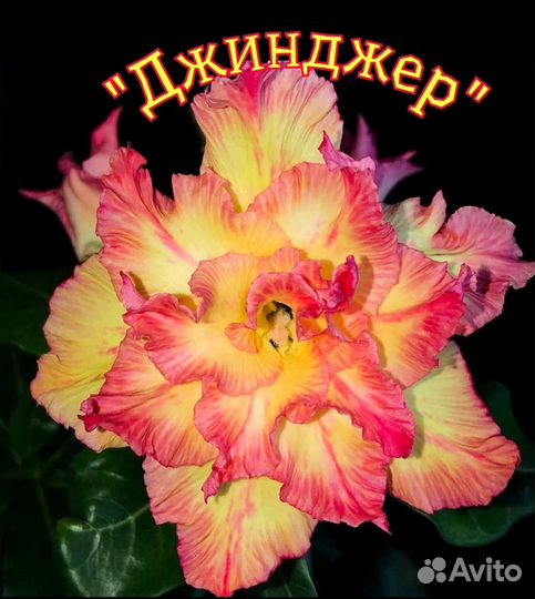 Адениум. Сорт 