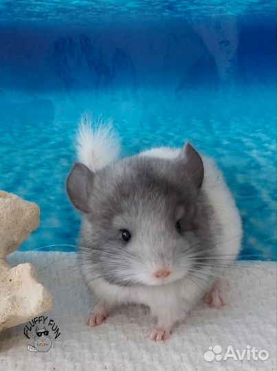 Шиншилла по имени Лонг