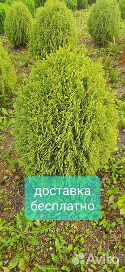 Туя шаровидная Хозери, в наличии, доставка