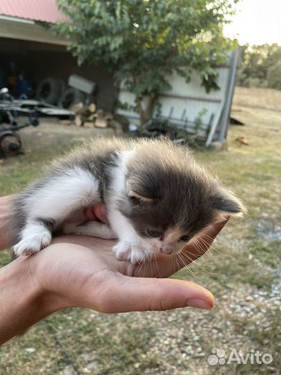 Котята в добрые руки бесплатно