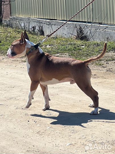 Стандартный бультерьер Вязка/есть щенки