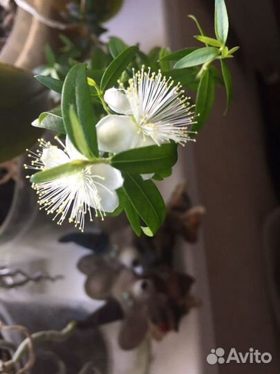 Мирт вашему дому