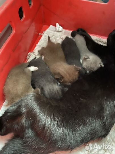 Отдам в добрые руки