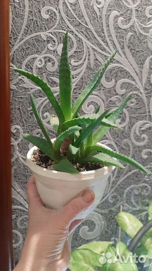 Алоэ низкорослое