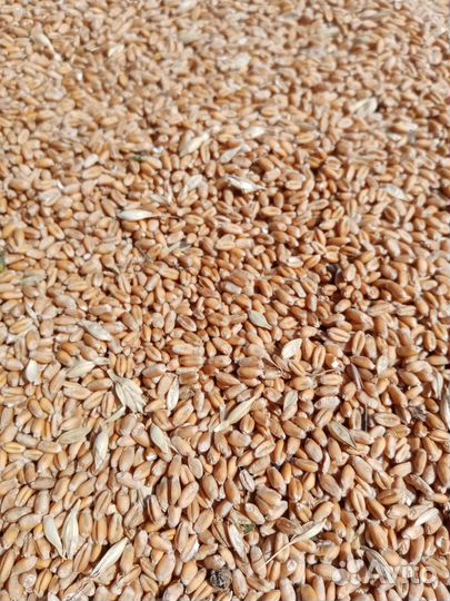 Продается пшеница