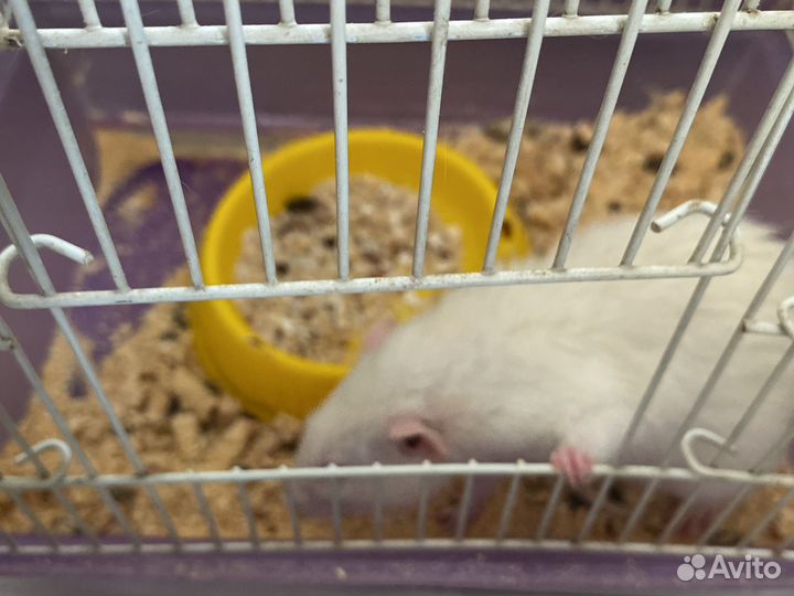 Крыса с клеткой бесплатно