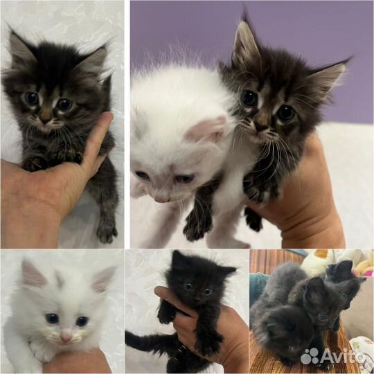 Котята в добрые руки