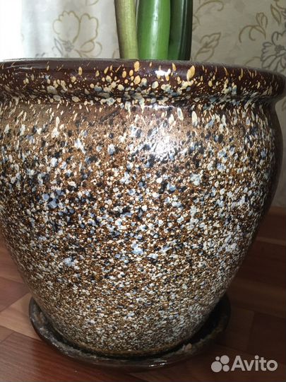 Замеокулькас