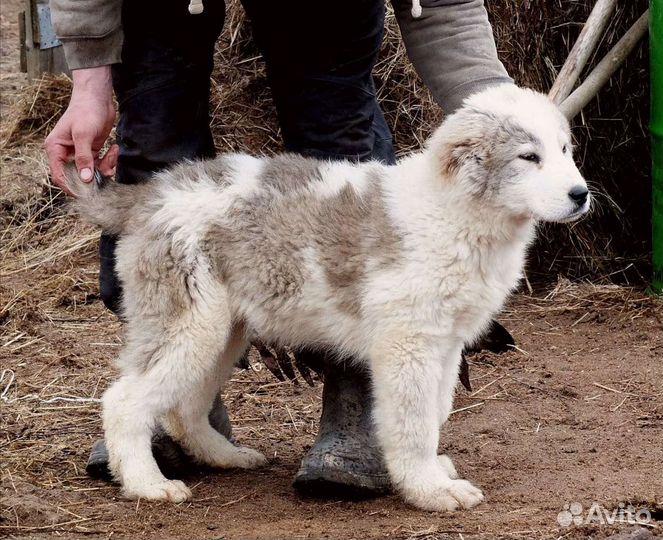 Щенки туркменского алабая
