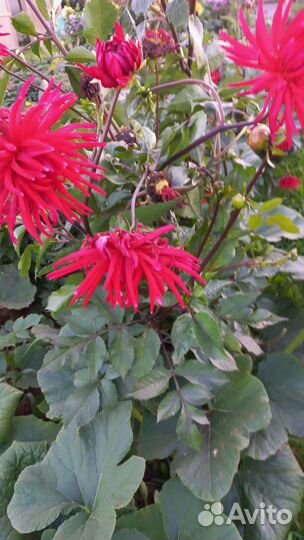 Георгина многолетняя