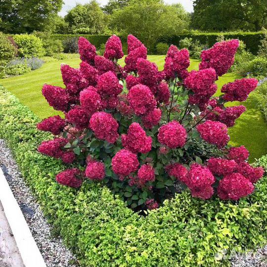 Гортензия метельчатая Самарская лидия, фантом