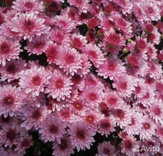 Хризантемы мультифлора и Корейские -зимующие