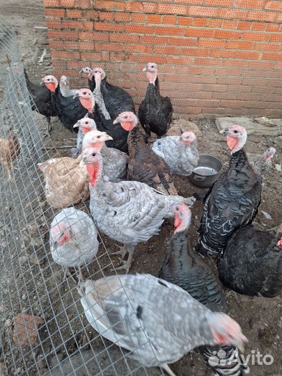 Куры и Индюшки