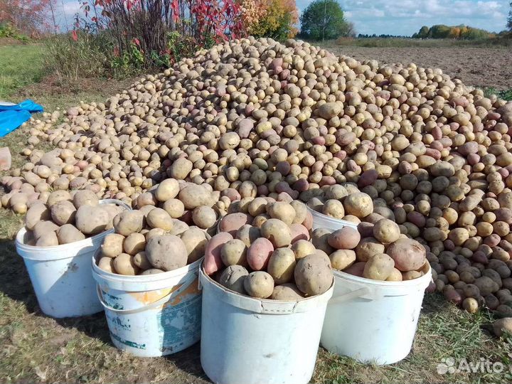 Картофель, капуста, молоко. Доставка бесплатно