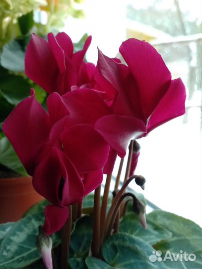 Семена цикламена