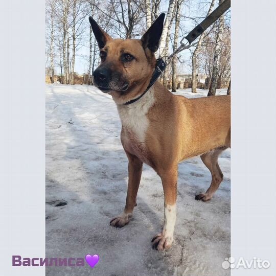 Красавица из приюта