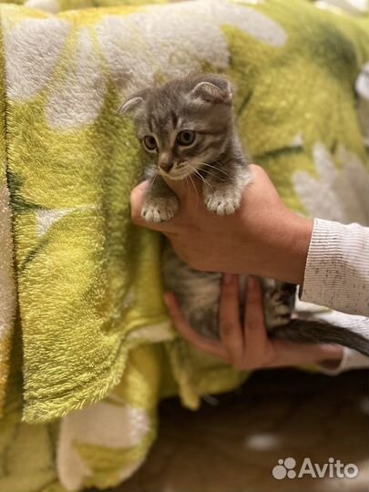 Шотландские котята