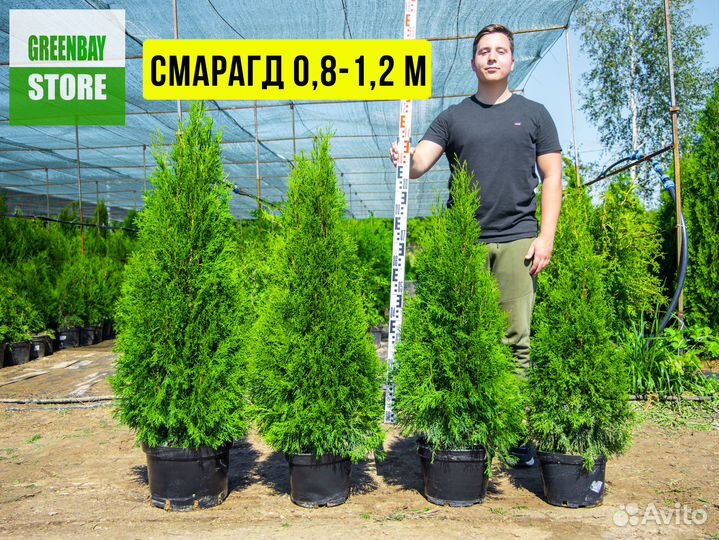 Туя, туи Смарагд, Брабант, Колумна 0,8-3м