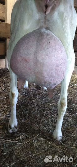 Чп Козлики зааненской породы