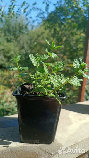 Мята Мороканская